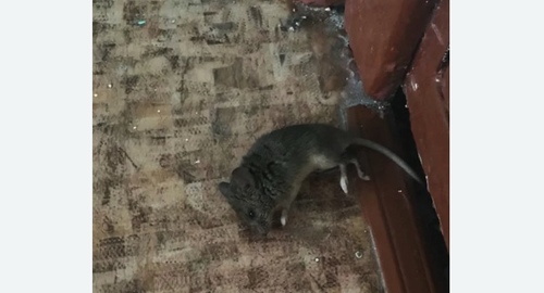 Дезинфекция от мышей в Гагаринском районе Москвы