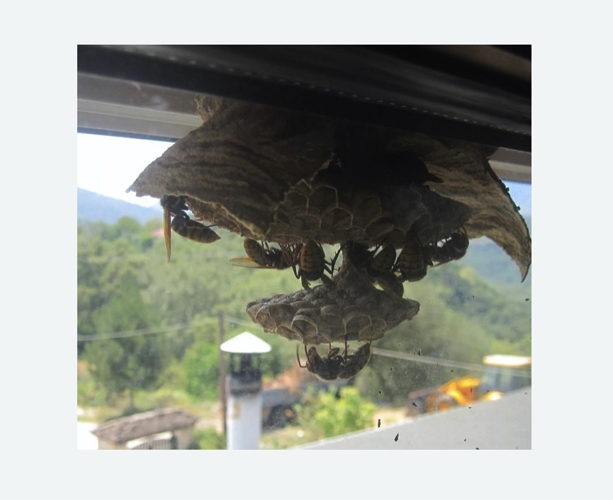 Уничтожение гнёзд шершней в Гагаринском районе Москвы