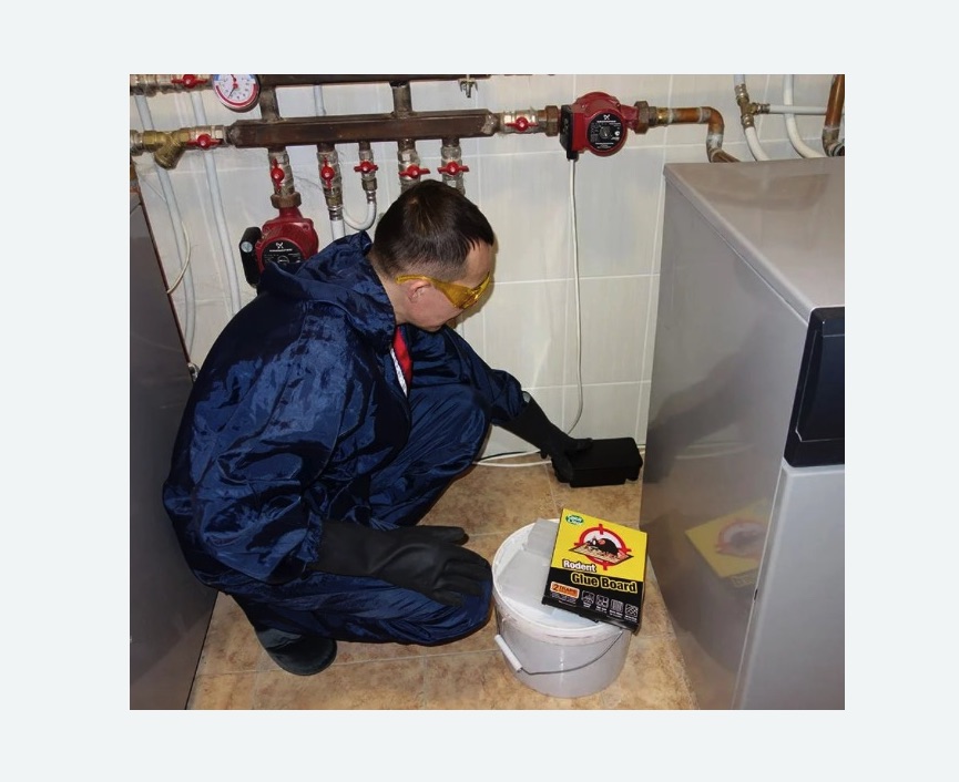 Уничтожение крыс в Гагаринском районе Москвы