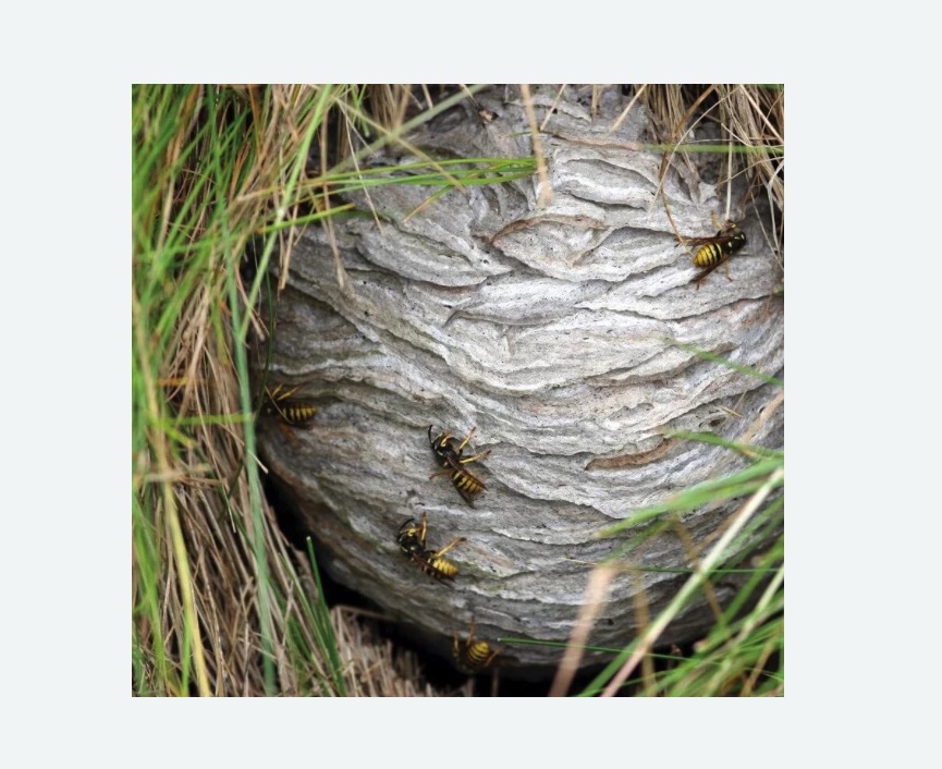 Уничтожение ос и ульев в Гагаринском районе Москвы